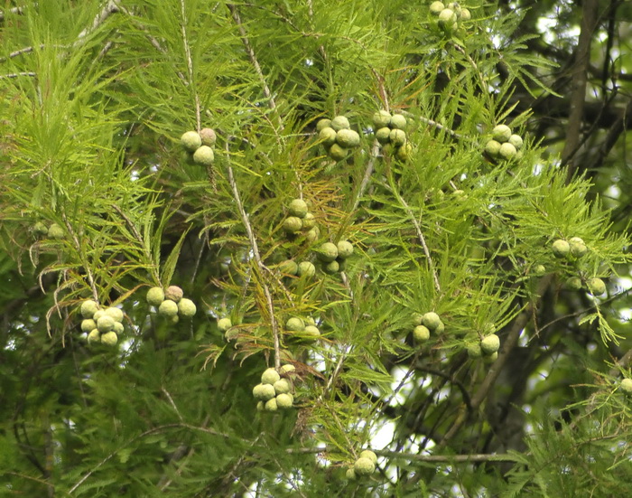 Cipresso calvo o di palude - Taxodium distichum